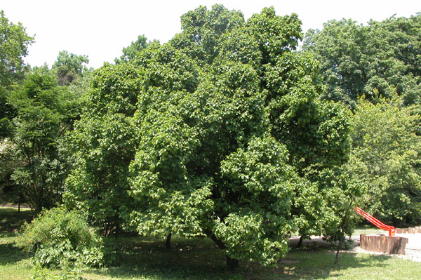 carpinus betulus 14
