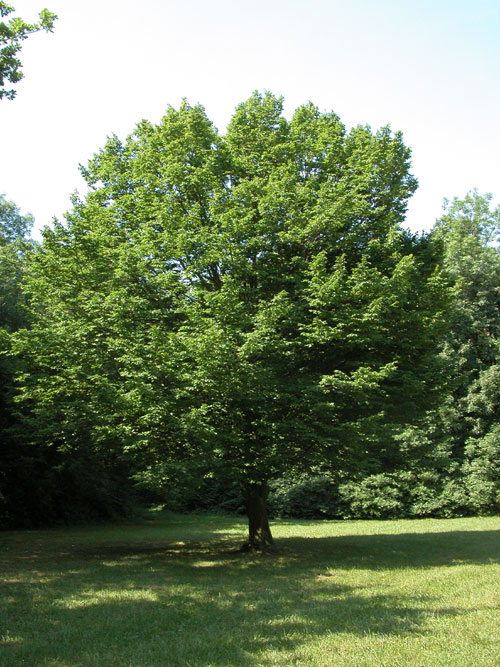 carpinus betulus 15