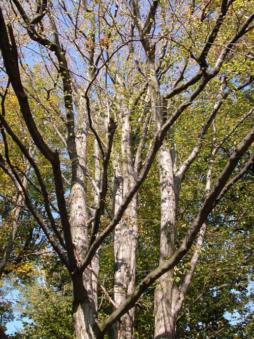 carpinus betulus 16
