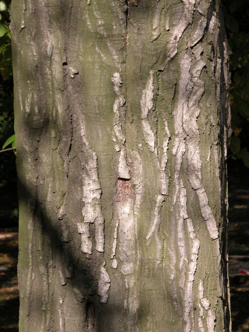 carpinus betulus 17