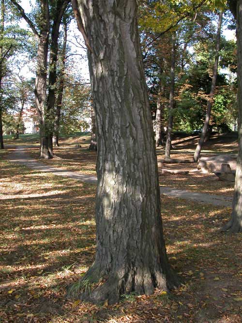 carpinus betulus 18