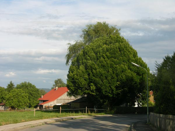 carpinus betulus columnaris