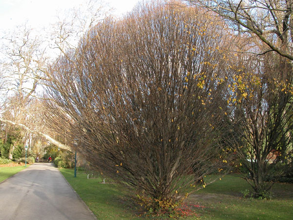carpinus betulus columnaris 02