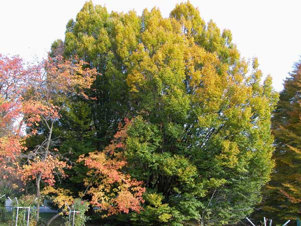 carpinus betulus fastigiata 01