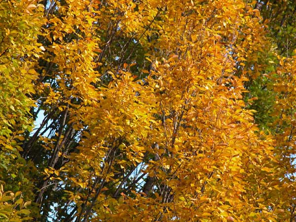 carpinus betulus fastigiata 02