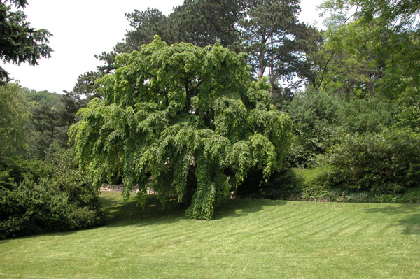 carpinus betulus pendula 01
