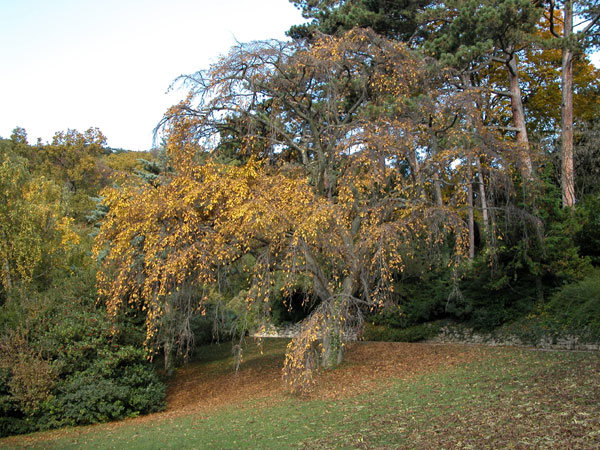 carpinus betulus pendula 02