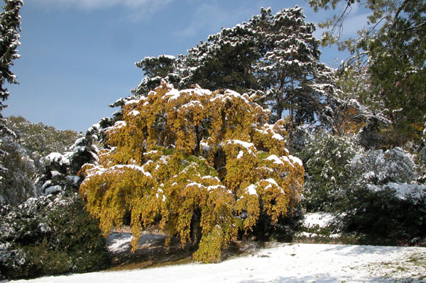 carpinus betulus pendula 03
