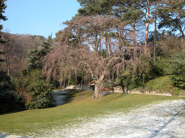 carpinus betulus pendula 04