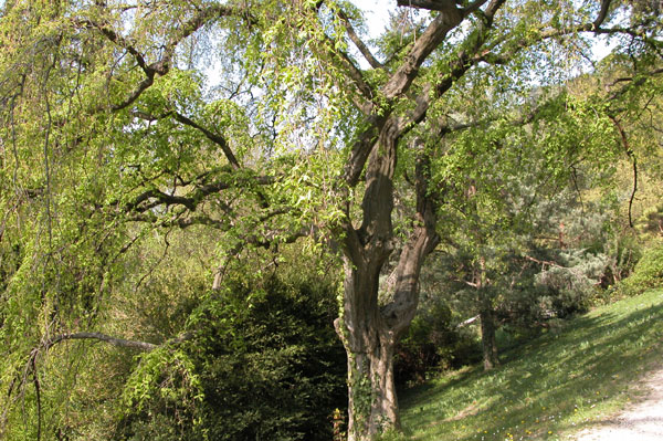 carpinus betulus pendula 05