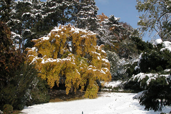 carpinus betulus pendula 06