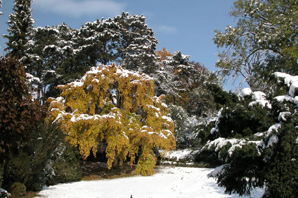 carpinus betulus pendula 07