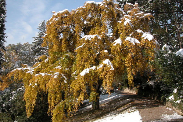 carpinus betulus pendula 08