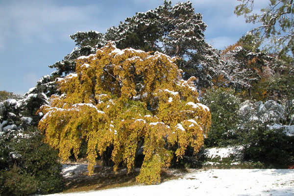 carpinus betulus pendula 09