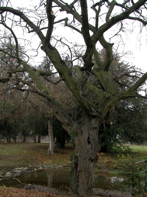 carpinus betulus pendula 10