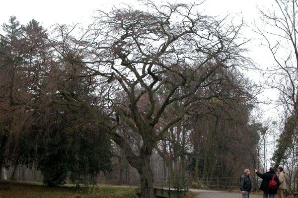 carpinus betulus pendula 11