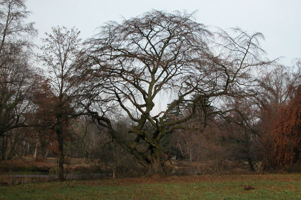 carpinus betulus pendula 12
