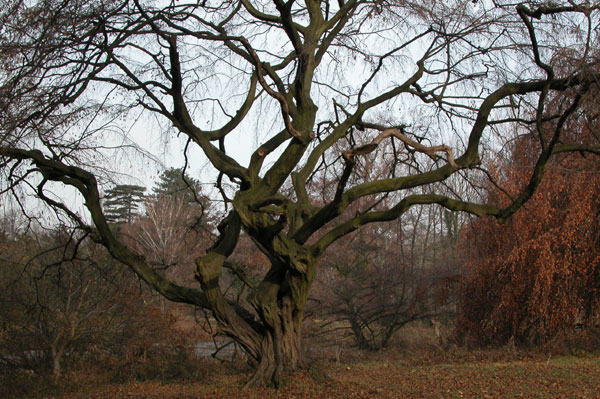 carpinus betulus pendula 13