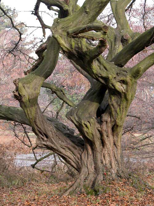 carpinus betulus pendula 14