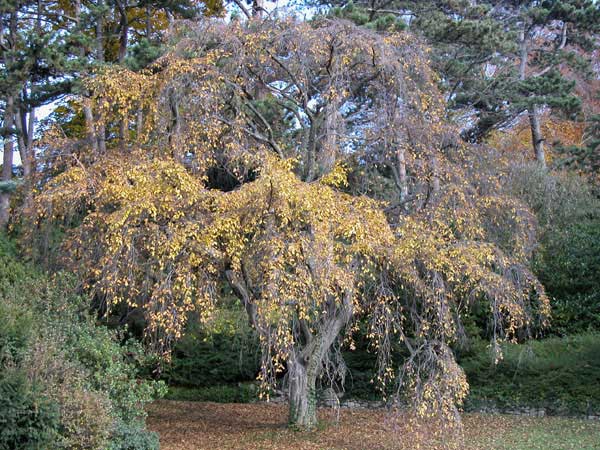 carpinus betulus pendula 16