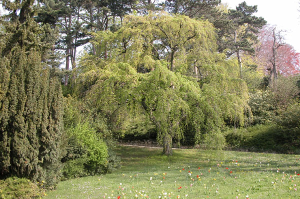 carpinus betulus pendula 17
