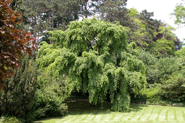carpinus betulus pendula 18