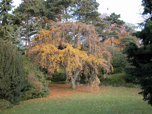 carpinus betulus pendula 19