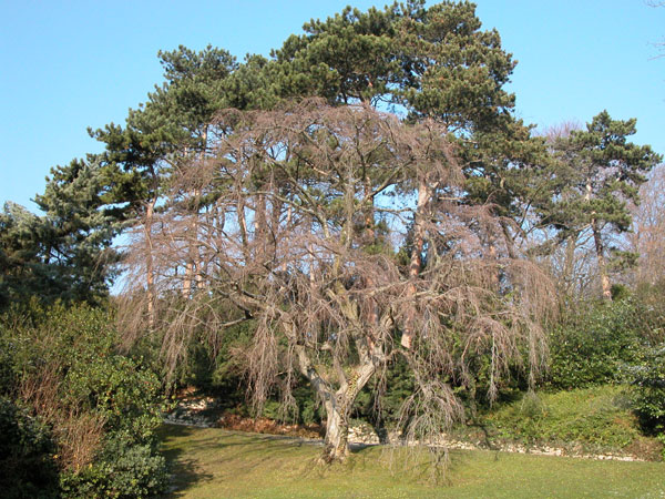 carpinus betulus pendula 21