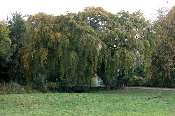 carpinus betulus pendula 22