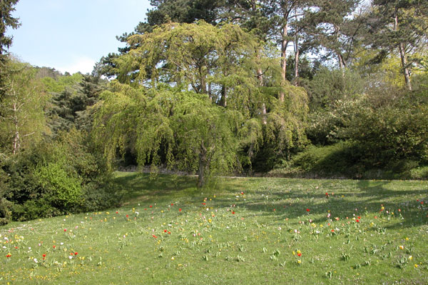 carpinus betulus pendula 23