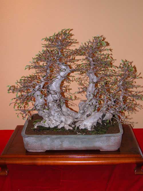 carpinus laxiflora 01