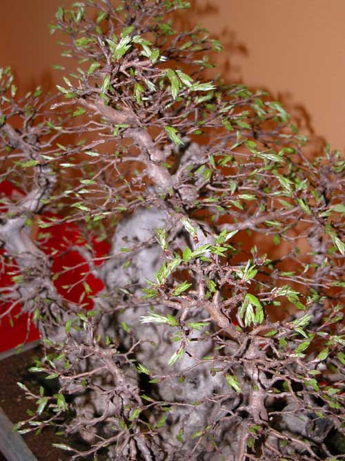 carpinus laxiflora 02