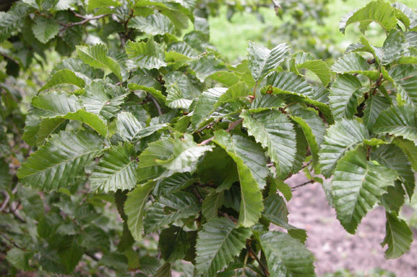 carpinus orientalis 01