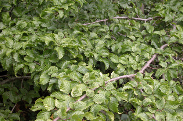 carpinus orientalis 02