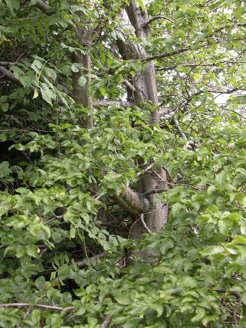 carpinus orientalis 03