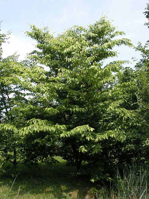 carpinus tschonoskii 01