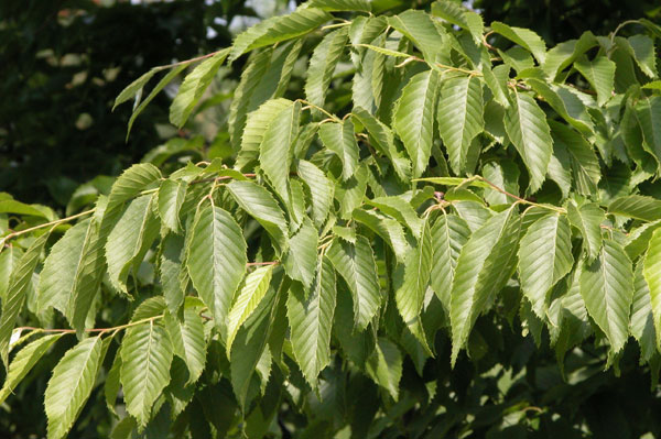 carpinus tschonoskii 02