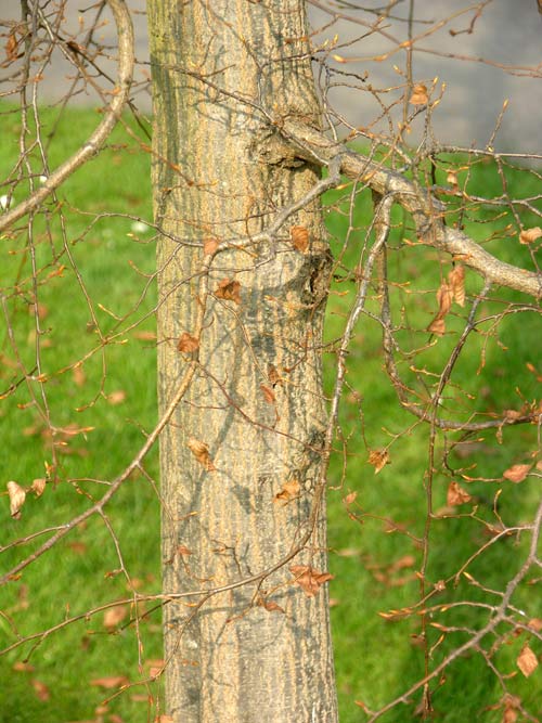 carpinus turczaninowii 01