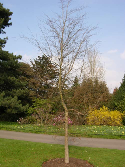 carpinus turczaninowii 02