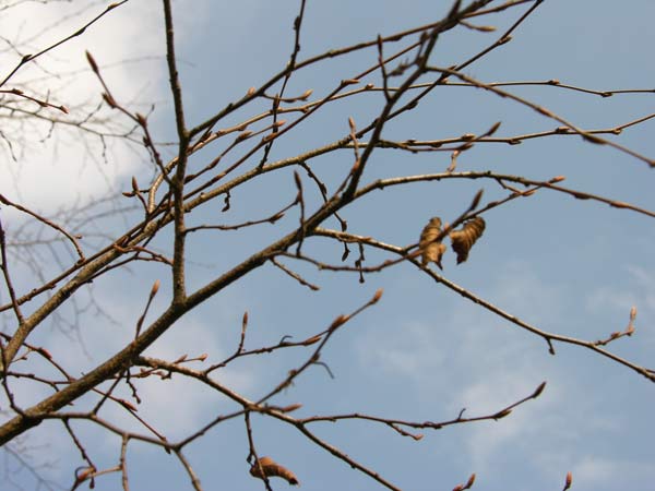 carpinus turczaninowii 03