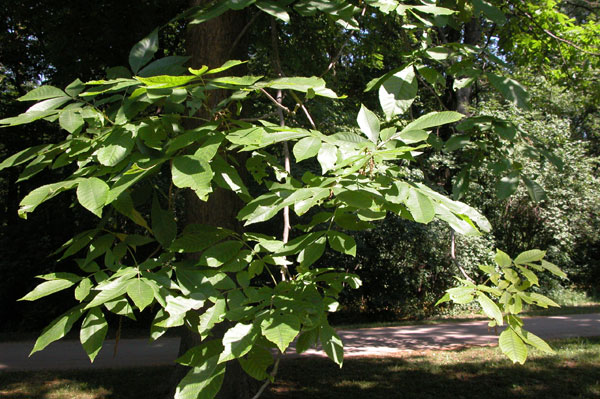 carya  sp 01