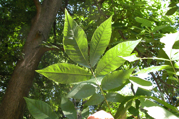 carya  sp 02