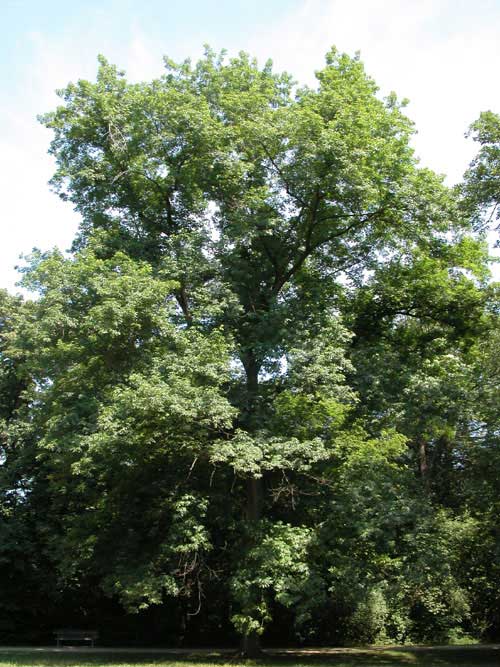 carya  sp 03