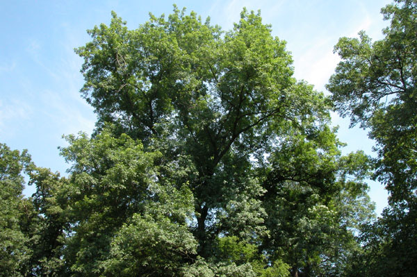 carya  sp 04