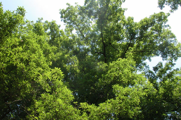 carya  sp 05