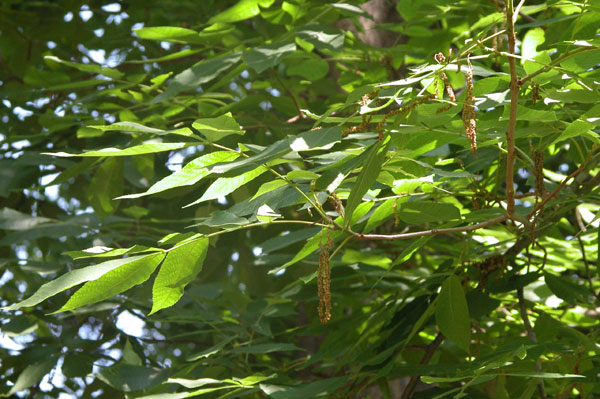 carya  sp 06