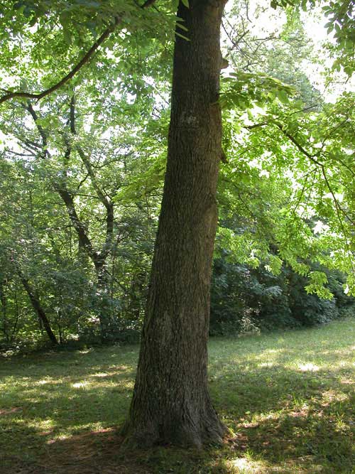 carya  sp 09