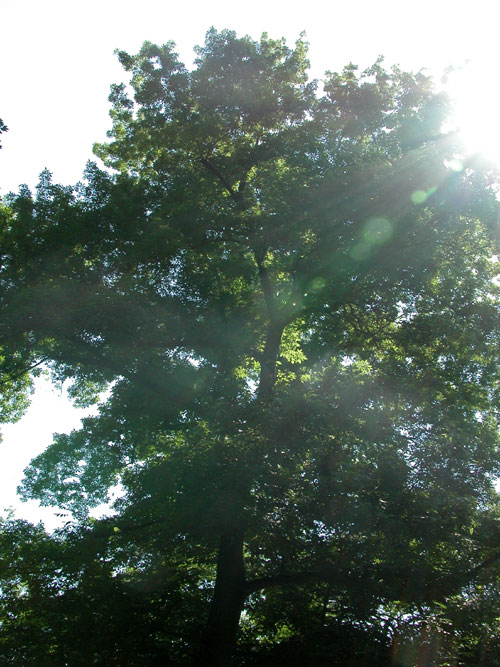 carya  sp 10