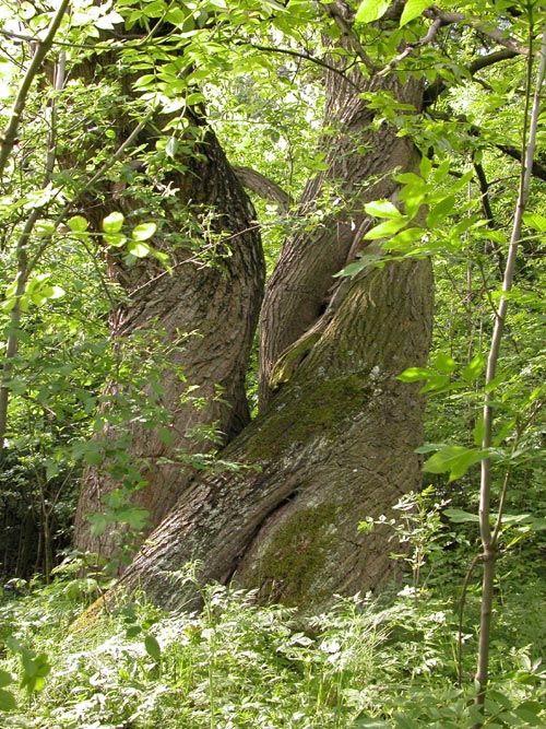 castanea sativa 01