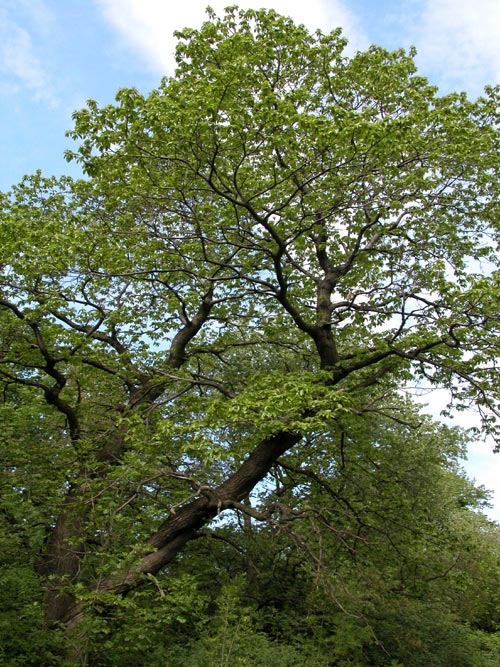 castanea sativa 02